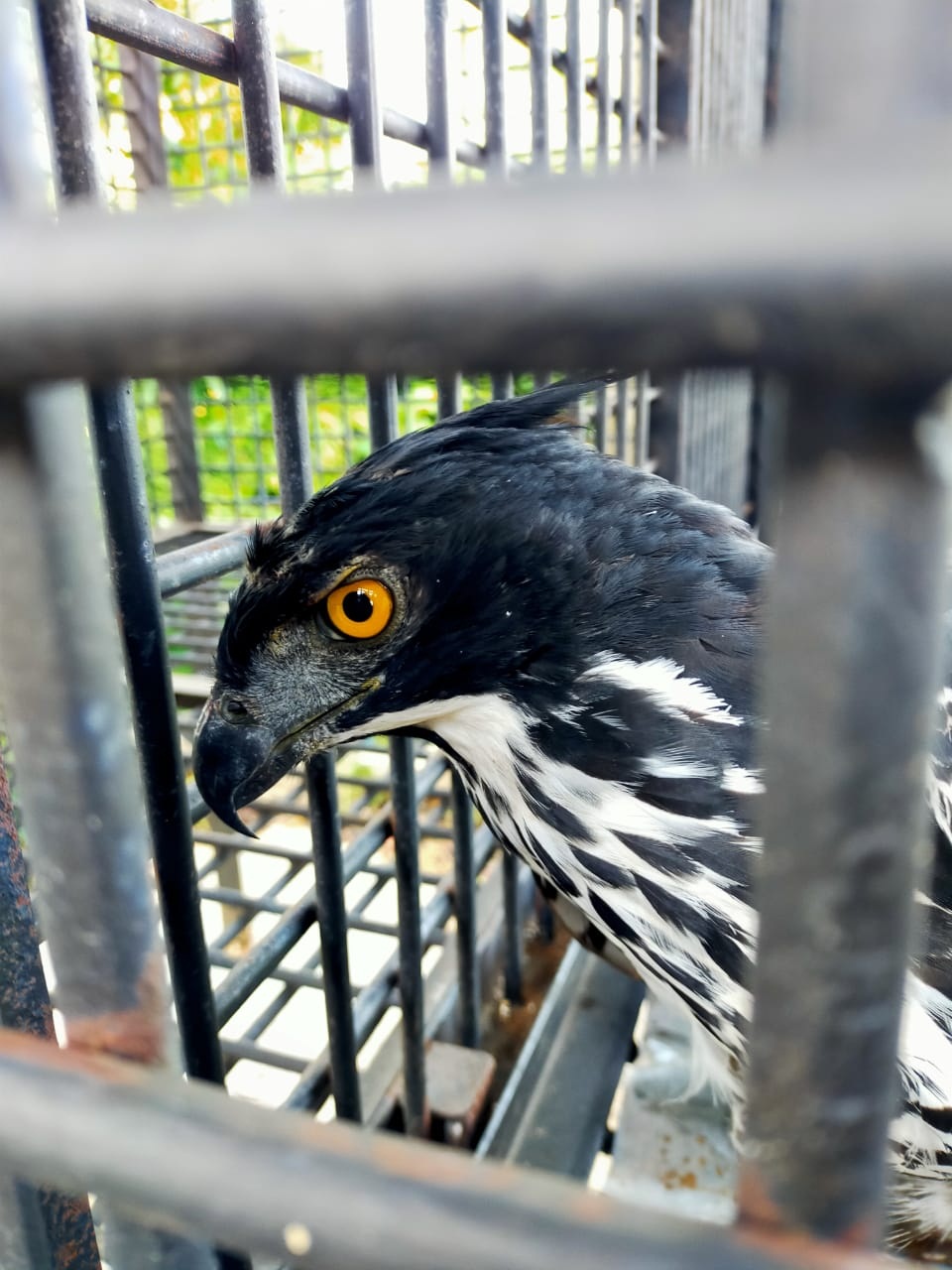 Rescue eagle in the village of Aek Nabara, District of Marancar (May 06, 2020)